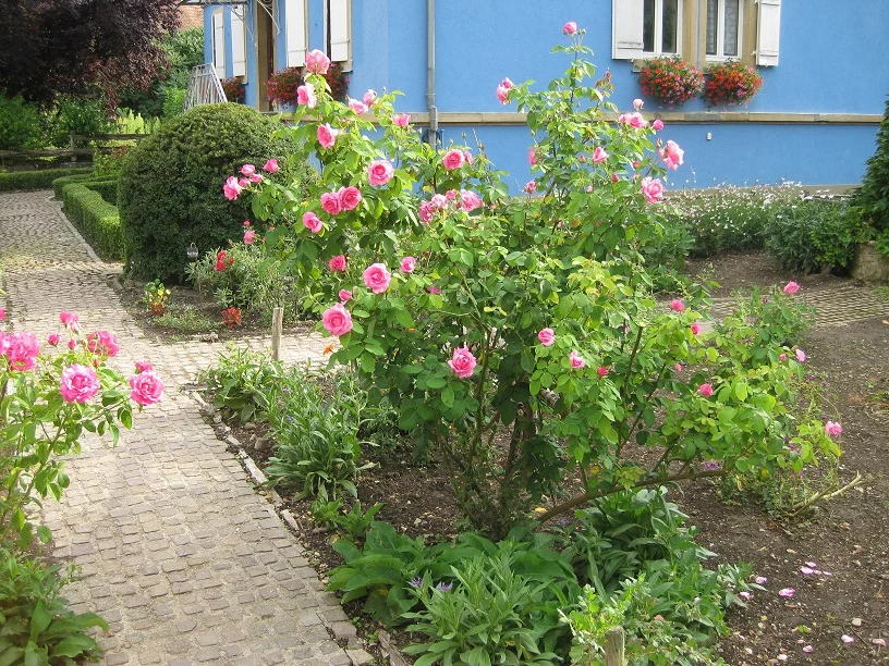 HIRSINGUE