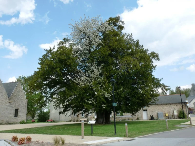SAINT-LAUNEUC – MERDRIGNAC